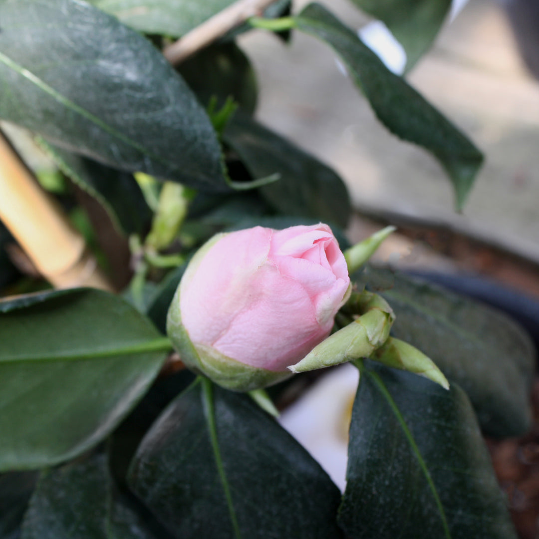 Camellia japonica 'Osakazuki' Camellia, 5 Gallon Shrub