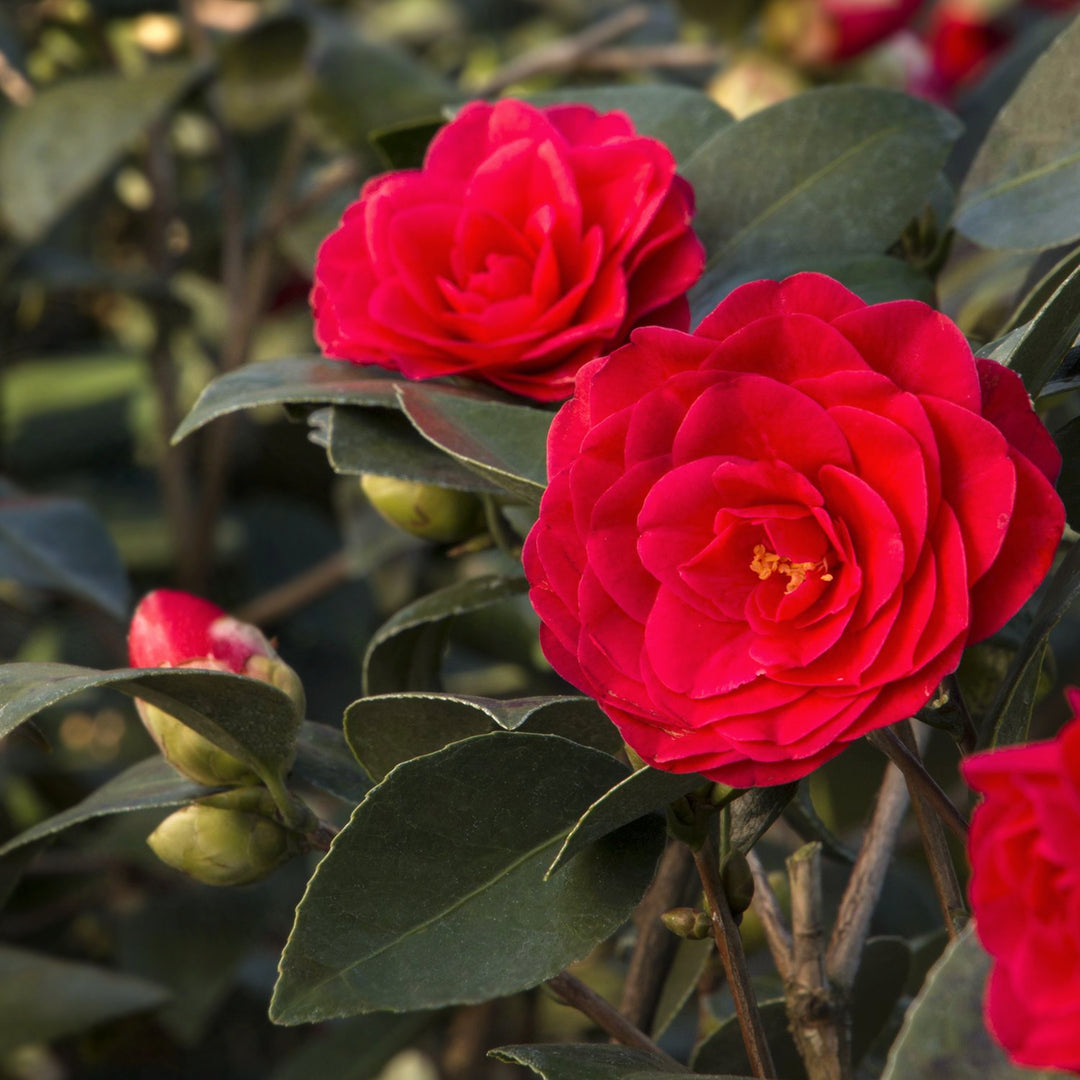 Camellia japonica 'Glen 40' Camellia, 5 Gallon Shrub