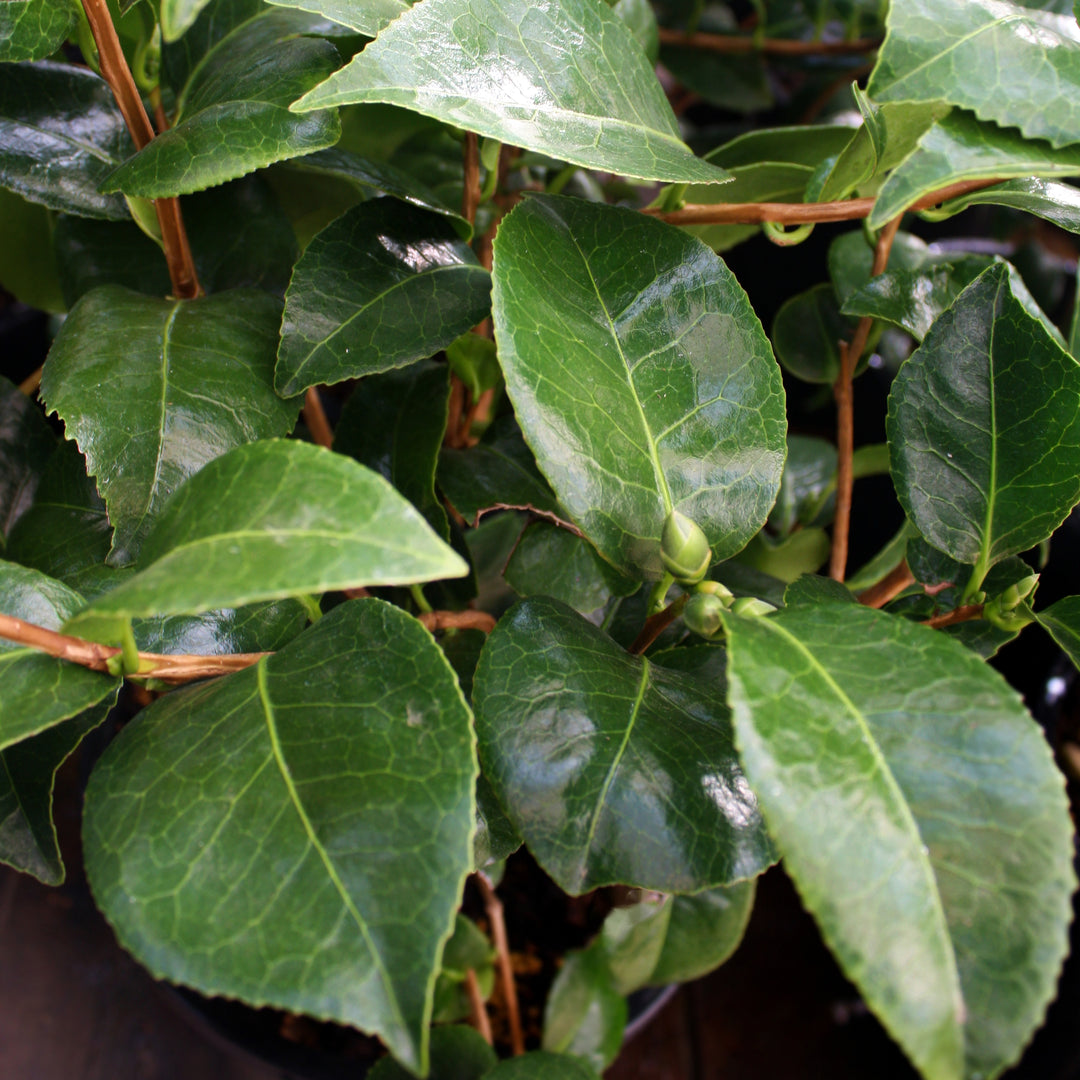 Camellia japonica 'Glen 40' Camellia, 5 Gallon Shrub