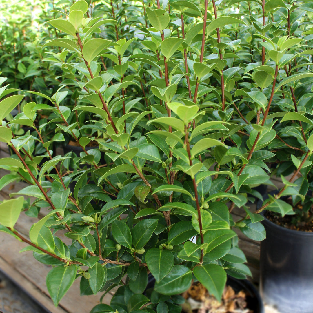 Camellia japonica 'Mrs. Tingley' Camellia, 5 Gallon Shrub