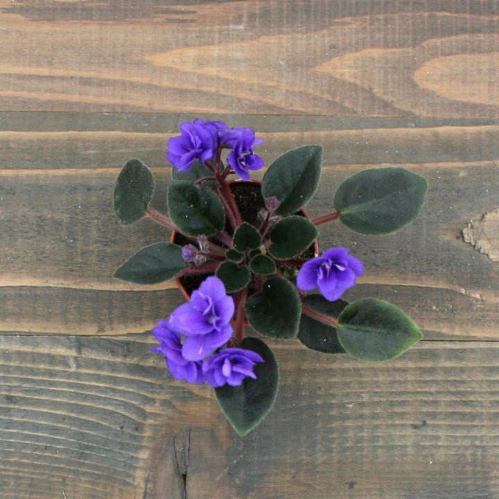 Saintpaulia ionantha Assorted African Violet, 2 Inch Houseplant