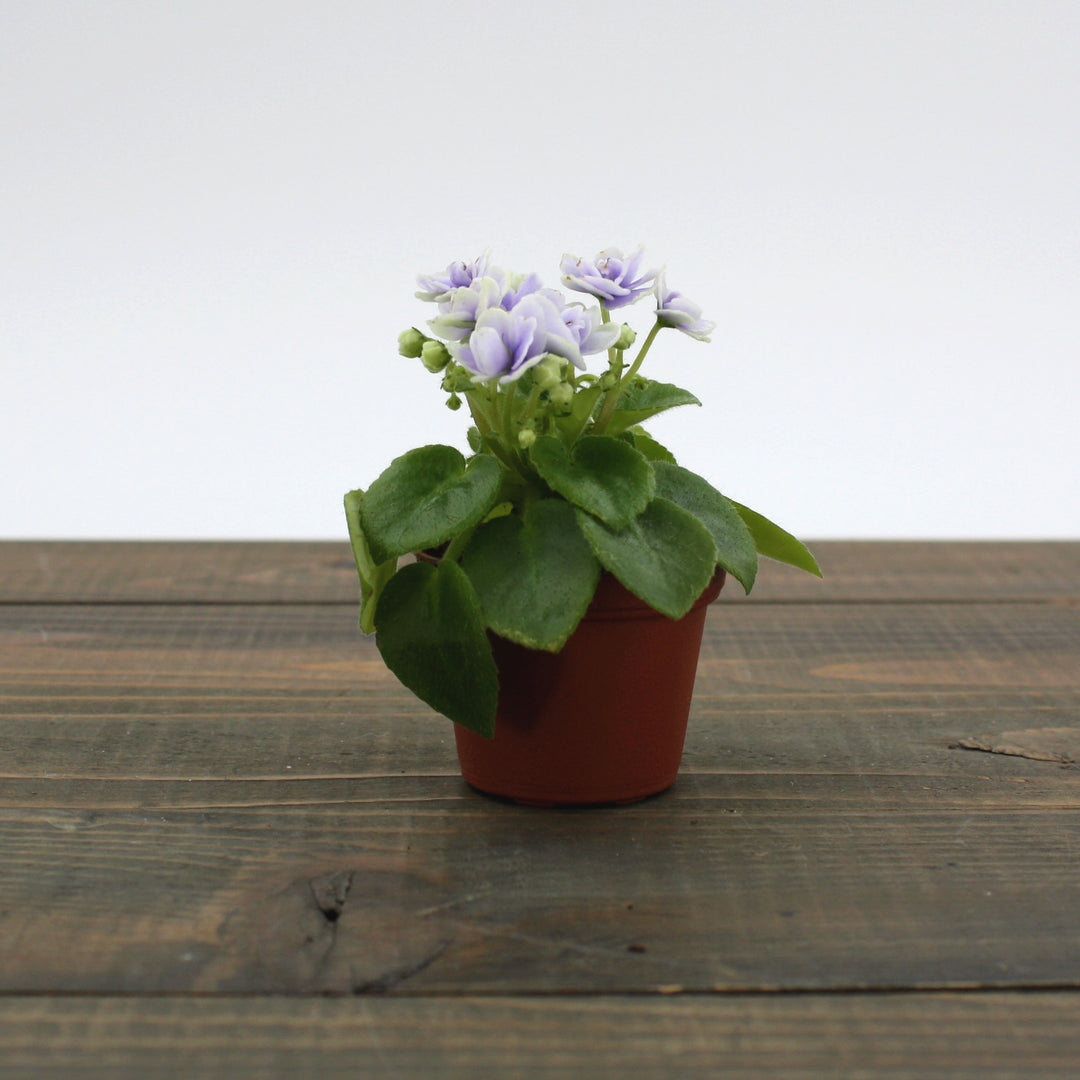 Saintpaulia ionantha Assorted African Violet, 2 Inch Houseplant