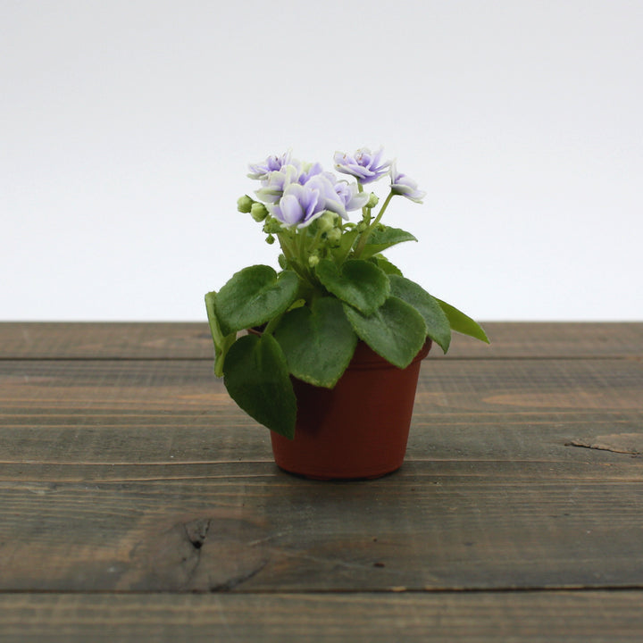 Saintpaulia ionantha Assorted African Violet, 2 Inch Houseplant