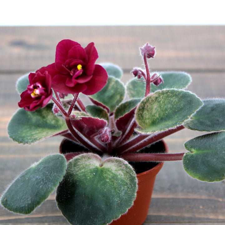 Saintpaulia ionantha Assorted African Violet, 2 Inch Houseplant