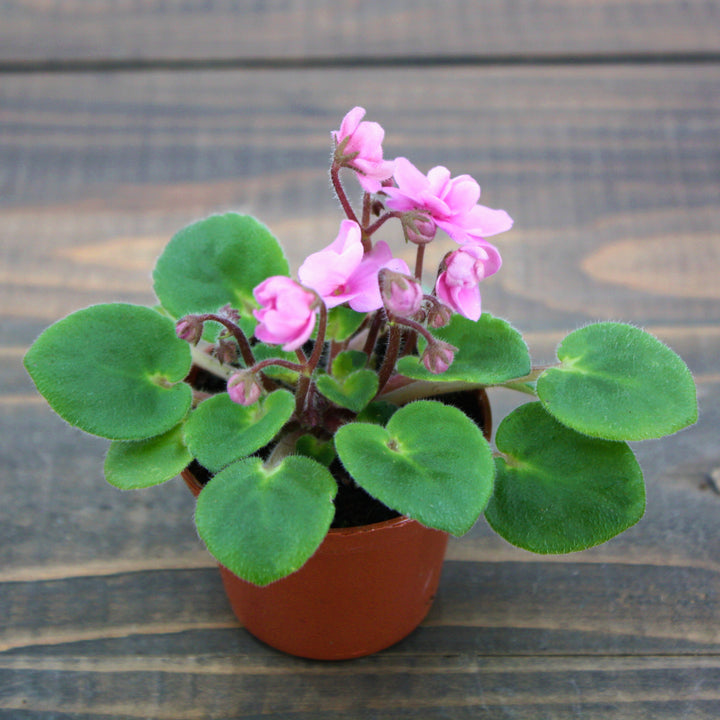Saintpaulia ionantha Assorted African Violet, 2 Inch Houseplant