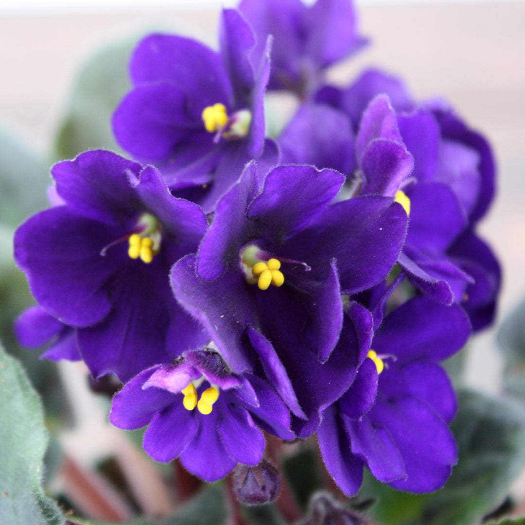 Saintpaulia ionantha Assorted African Violet, 2 Inch Houseplant