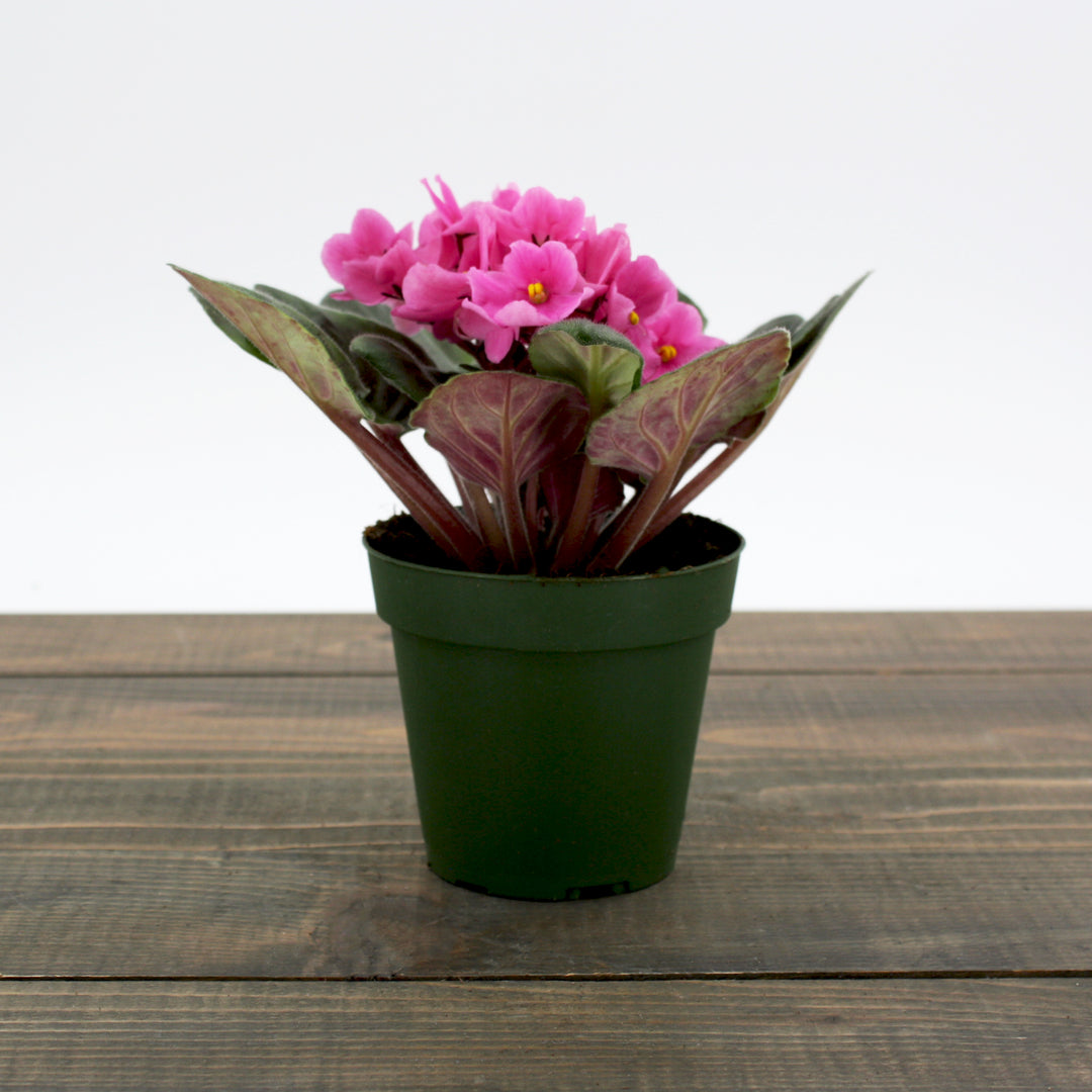 Saintpaulia ionantha Assorted African Violet, 2 Inch Houseplant