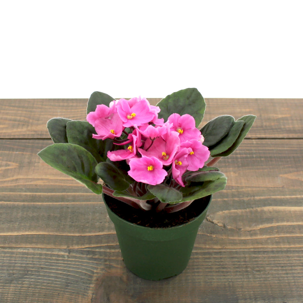 Saintpaulia ionantha Assorted African Violet, 4 Inch Houseplant