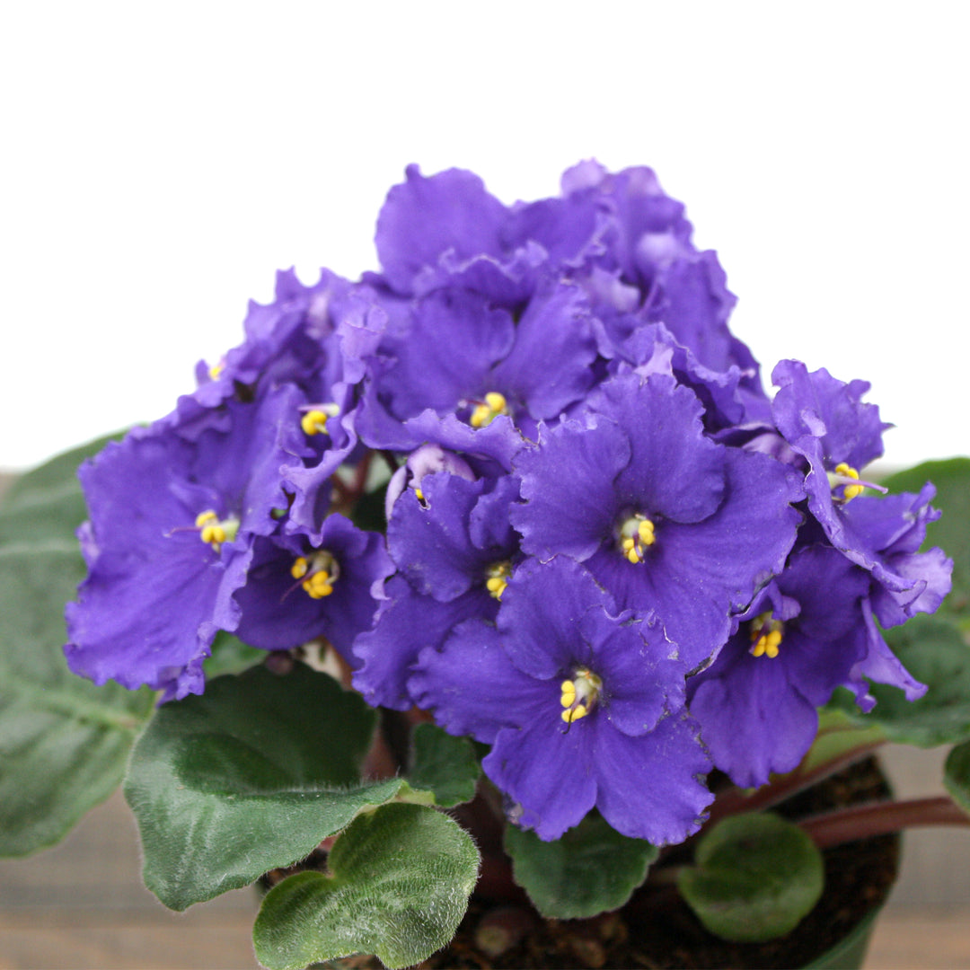 Saintpaulia ionantha Assorted African Violet, 4 Inch Houseplant