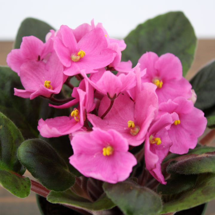 Saintpaulia ionantha Assorted African Violet, 4 Inch Houseplant