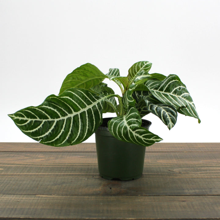 Aphelandra squarrosa Zebra Plant, 4 Inch Houseplant