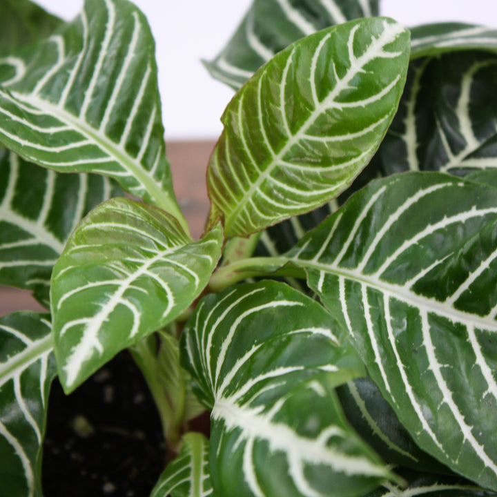 Aphelandra squarrosa Zebra Plant, 4 Inch Houseplant