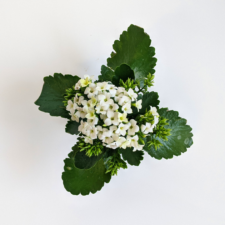 Kalanchoe blossfeldiana Kalanchoe, 4 Inch Houseplant
