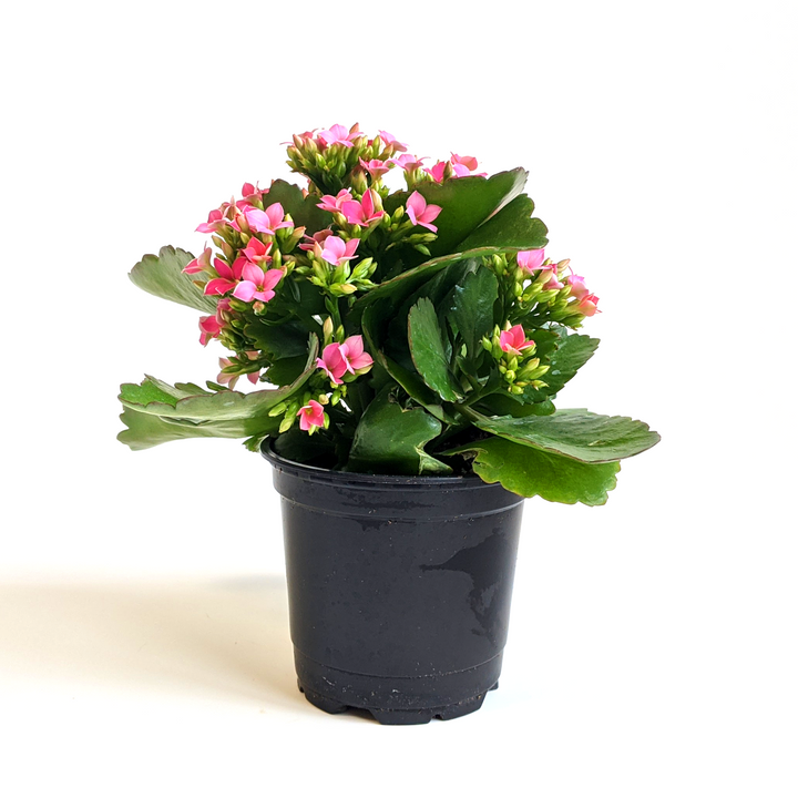 Kalanchoe blossfeldiana Kalanchoe, 4 Inch Houseplant