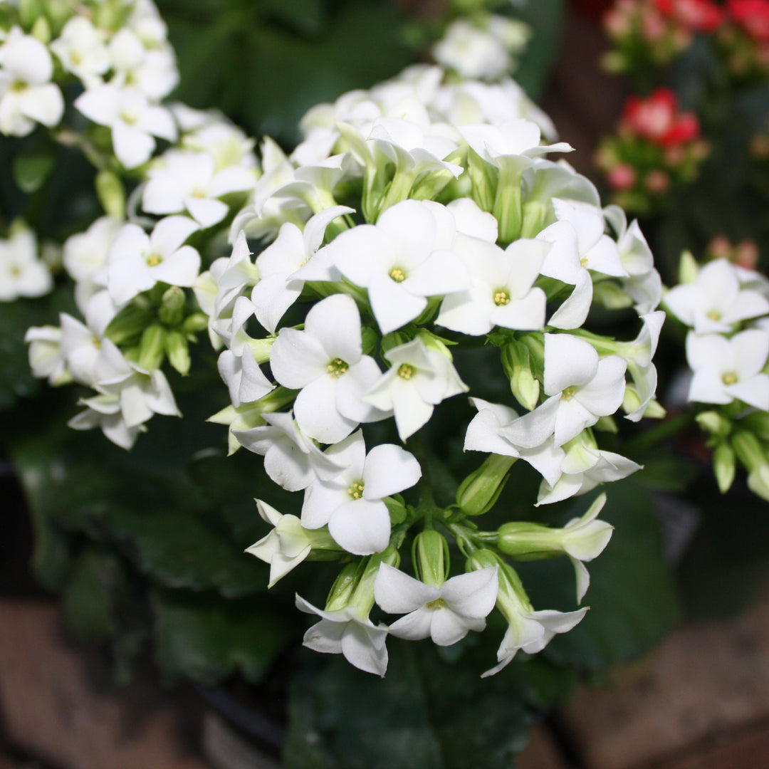 Kalanchoe blossfeldiana Kalanchoe, 2 Inch Houseplant
