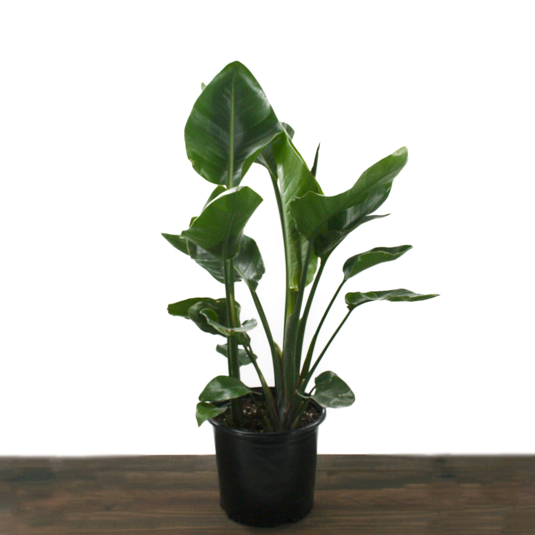 Strelitzia nicolai White Bird Of Paradise Plant, 10 Inch Houseplant