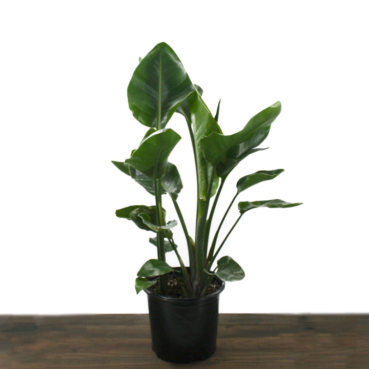 Strelitzia nicolai White Bird Of Paradise Plant, 10 Inch Houseplant