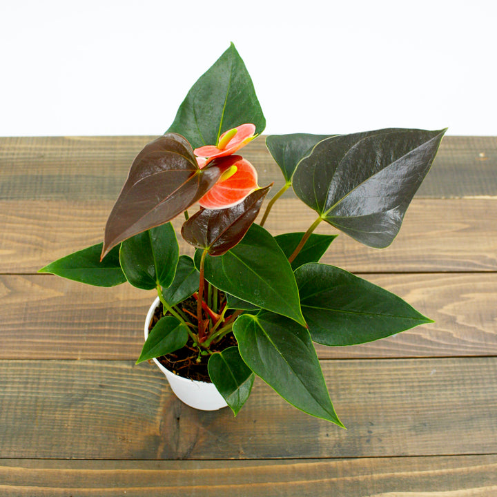 Anthurium 4"