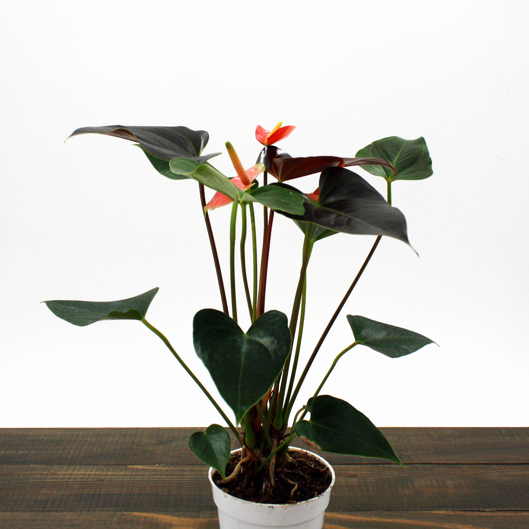 Anthurium andraeanum 'Rainbow Champion' Flamingo Lily, 4 Inch Houseplant