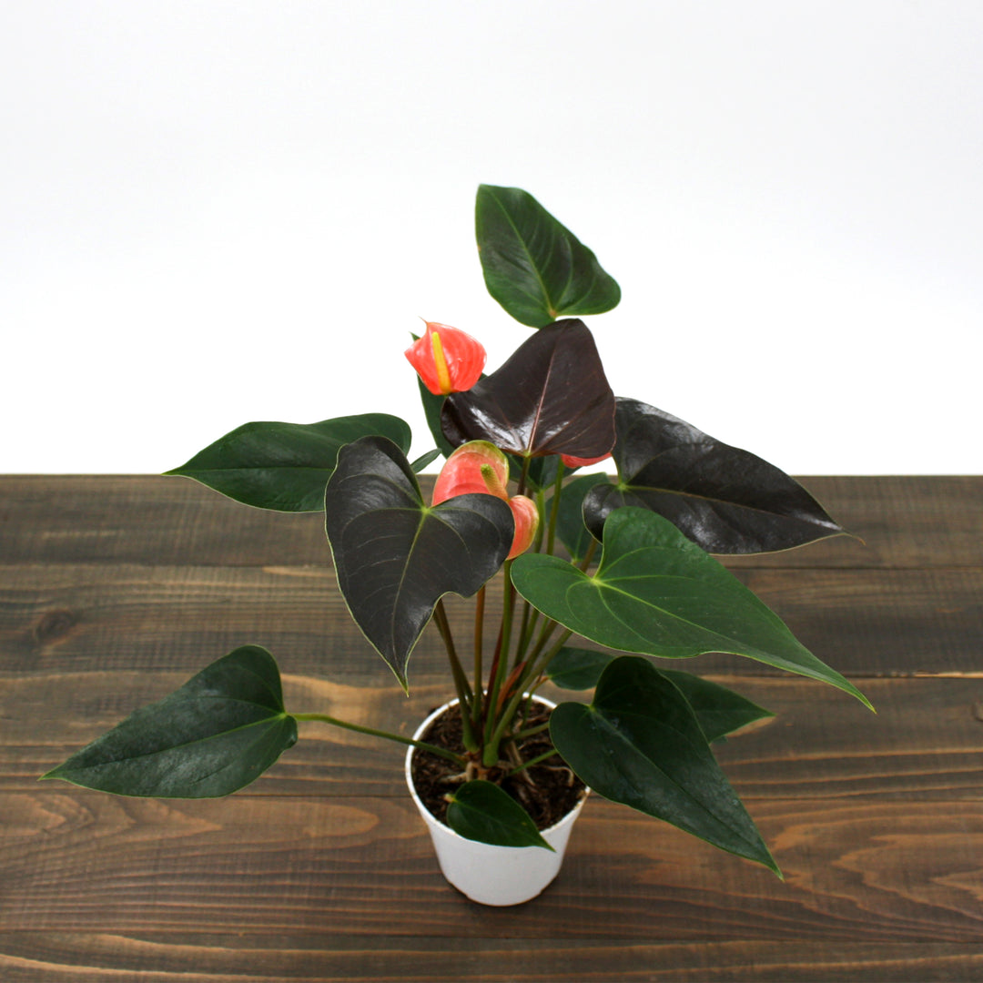 Anthurium andraeanum 'Rainbow Champion' Flamingo Lily, 4 Inch Houseplant