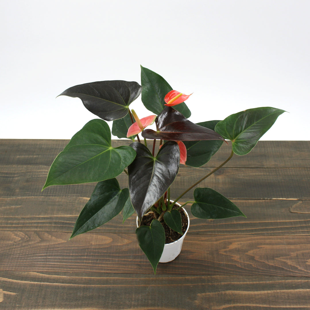 Anthurium andraeanum 'Rainbow Champion' Flamingo Lily, 4 Inch Houseplant