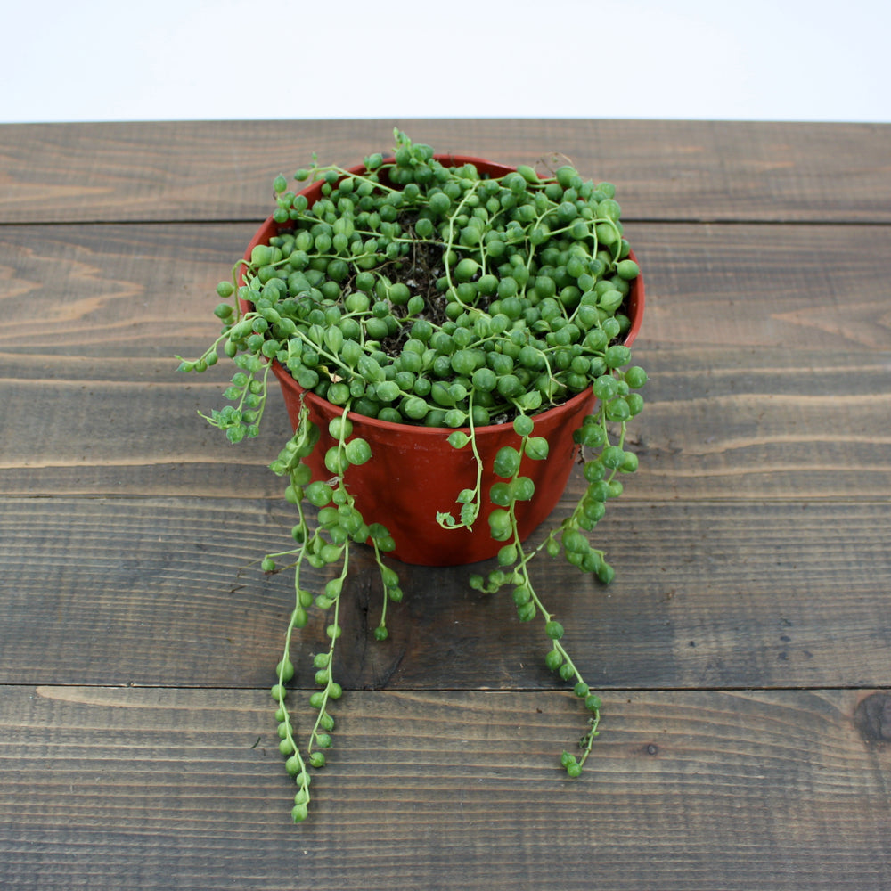 Senecio rowleyanus String of Pearls, 6 Inch Houseplant