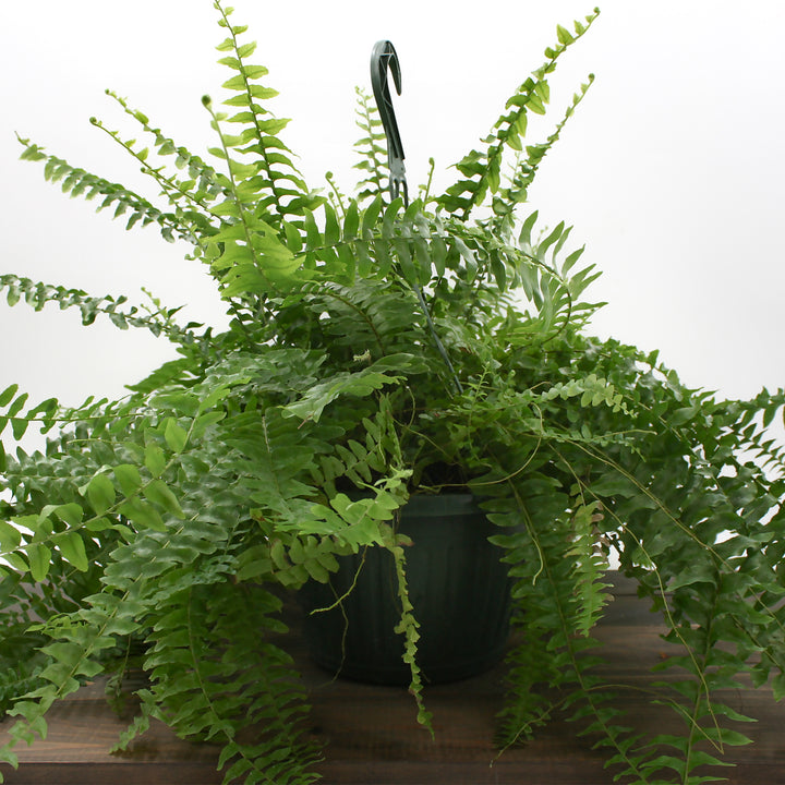 Nephrolepis exaltata Boston Fern, 10 Inch Houseplant