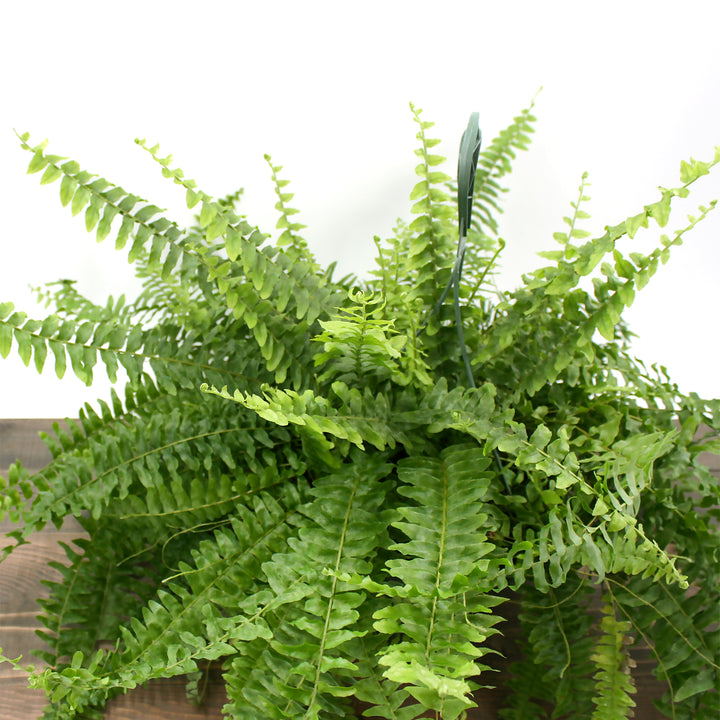 Nephrolepis exaltata Boston Fern, 10 Inch Houseplant
