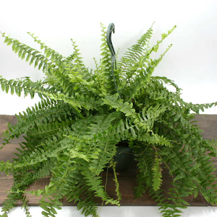 Nephrolepis exaltata Boston Fern, 10 Inch Houseplant