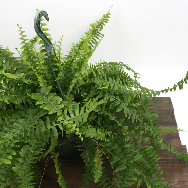 Nephrolepis exaltata Boston Fern, 10 Inch Houseplant