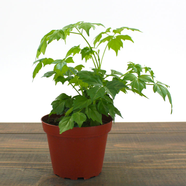 Radermachera sinica China Doll, 4 Inch Houseplant
