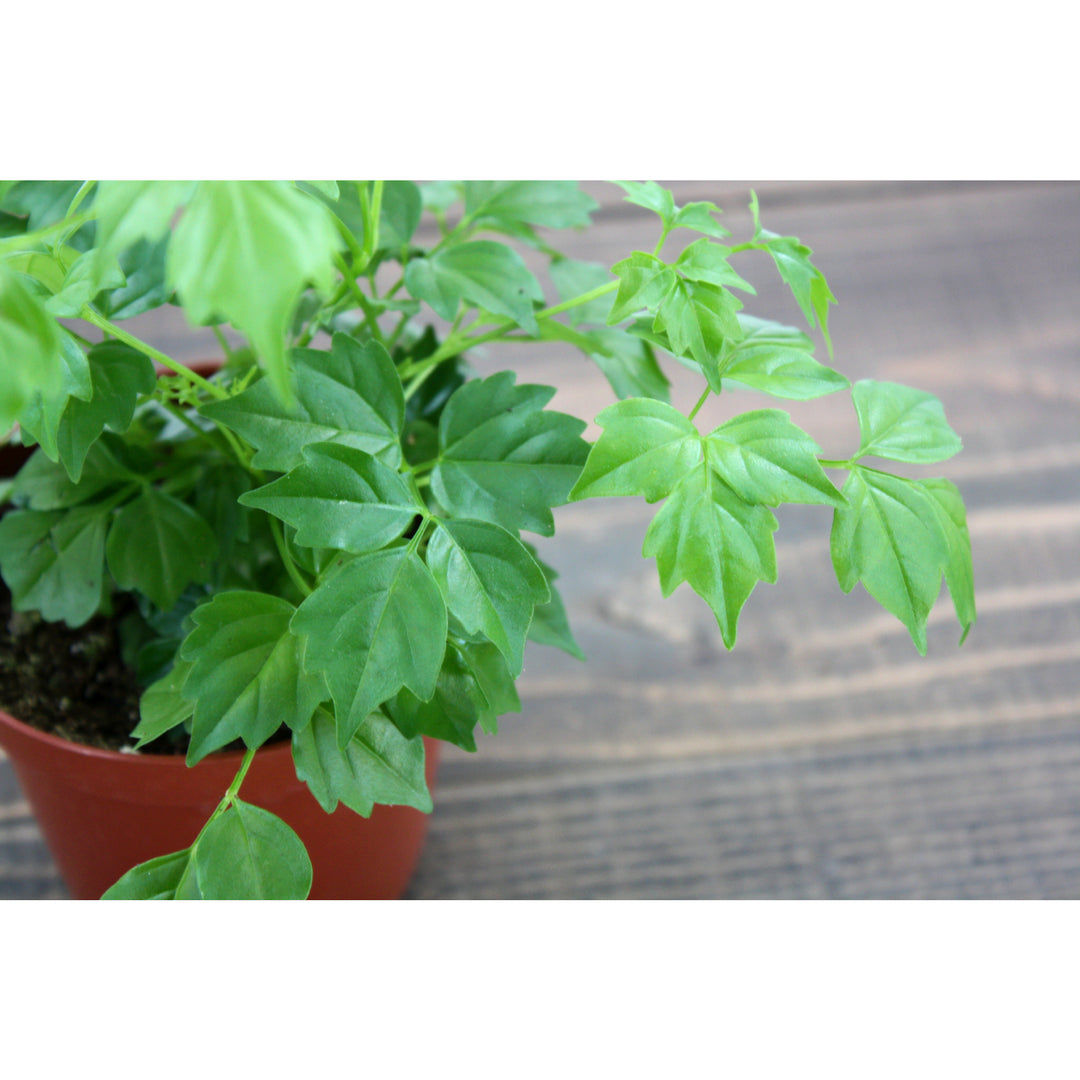 Radermachera sinica China Doll, 4 Inch Houseplant