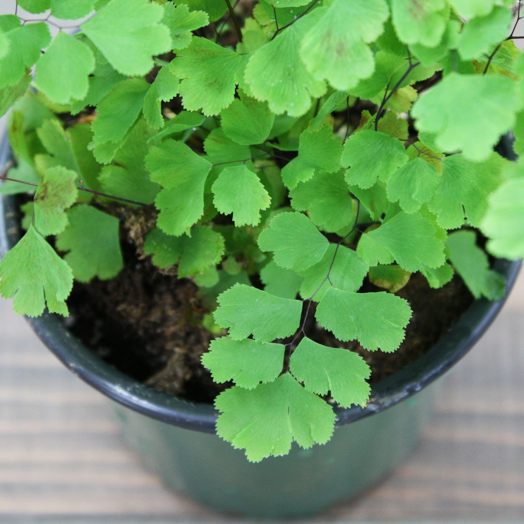 Adiantum raddianum 'Fragrans' Maidenhair Fern, 6 Inch Houseplant