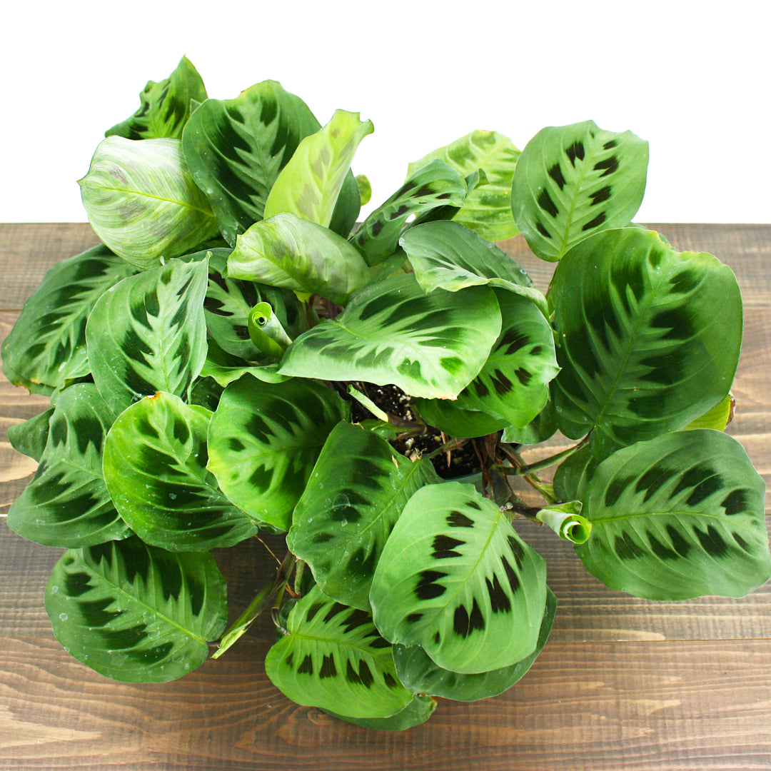 Maranta leuconeura Prayer Plant, 6 Inch Houseplant