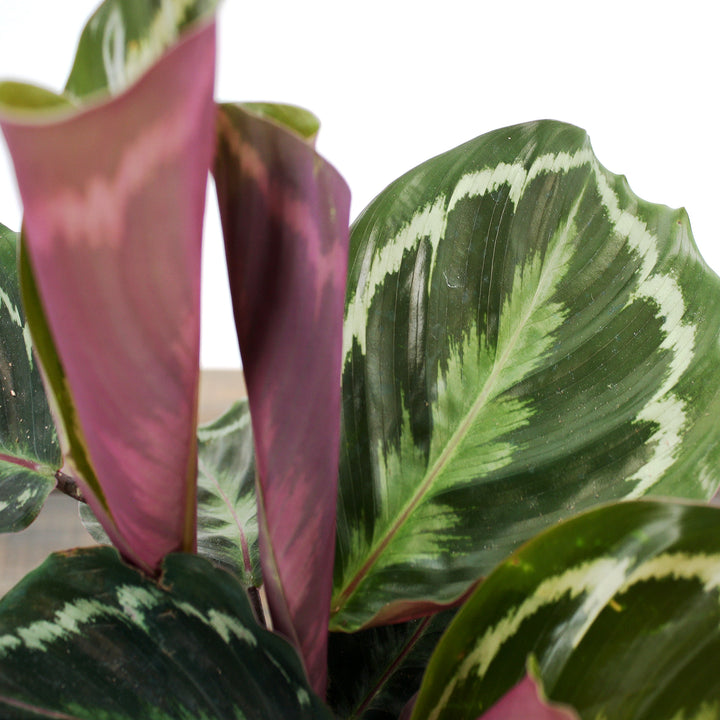 Calathea roseopicta 'Medallion' Rose-Painted Calathea, 6 Inch Houseplant