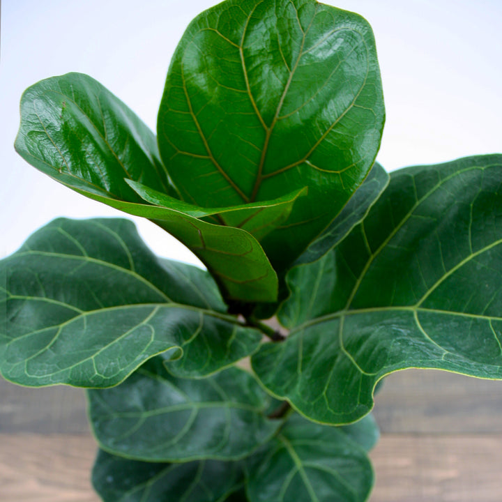 Ficus lyrata Fiddle Leaf Fig, 4 Inch Houseplant