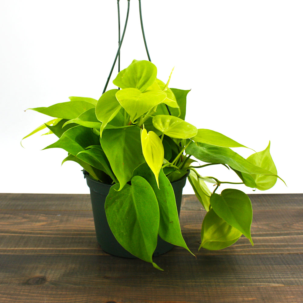Philodendron cordatum 'Neon' Heartleaf Philodendron, 6 Inch Houseplant
