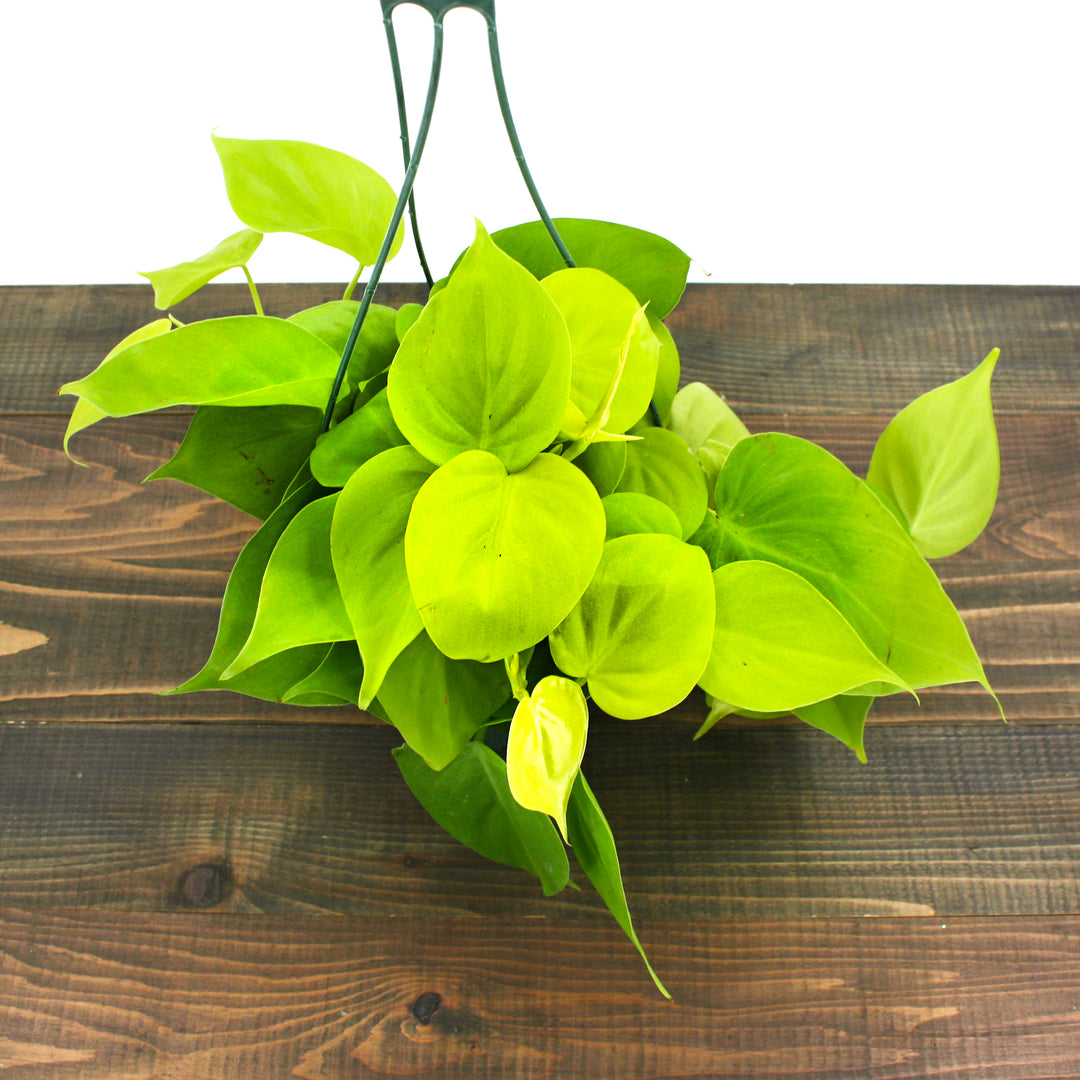 Philodendron cordatum 'Neon' Heartleaf Philodendron, 6 Inch Houseplant