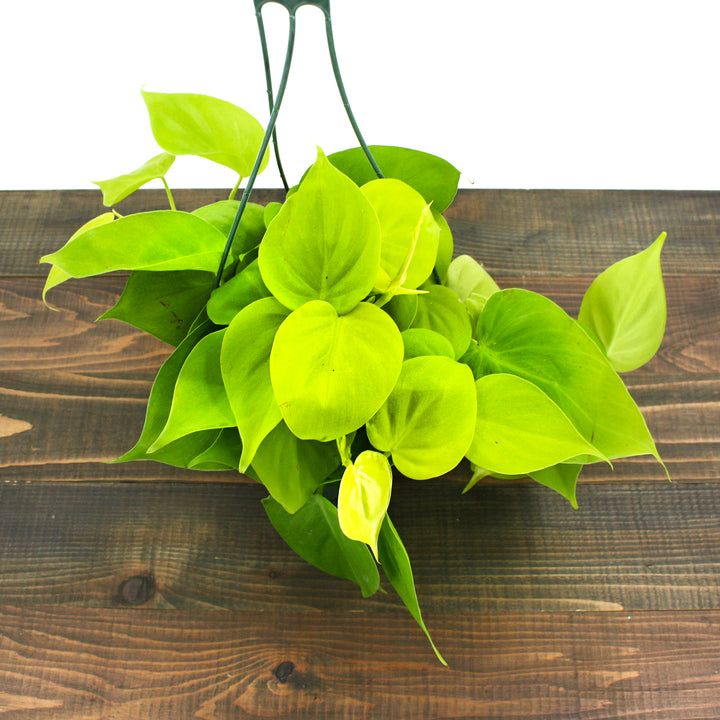Philodendron cordatum 'Neon' Heartleaf Philodendron, 6 Inch Houseplant