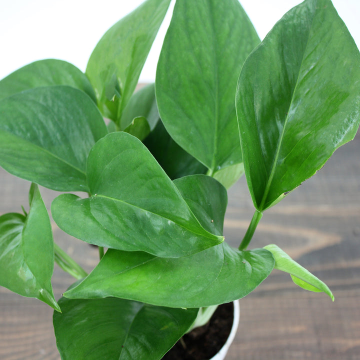 Epipremnum aureum 'Jade' Pothos, 4 Inch Houseplant