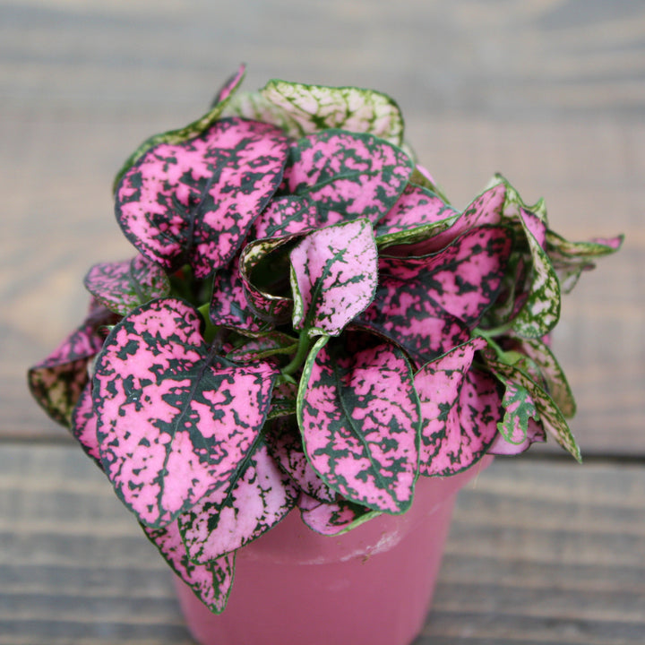 Hypoestes phyllostachya Polka Dot Plant, 6 Inch Houseplant
