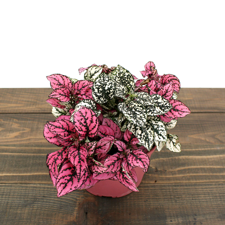 Hypoestes phyllostachya Polka Dot Plant, 6 Inch Houseplant