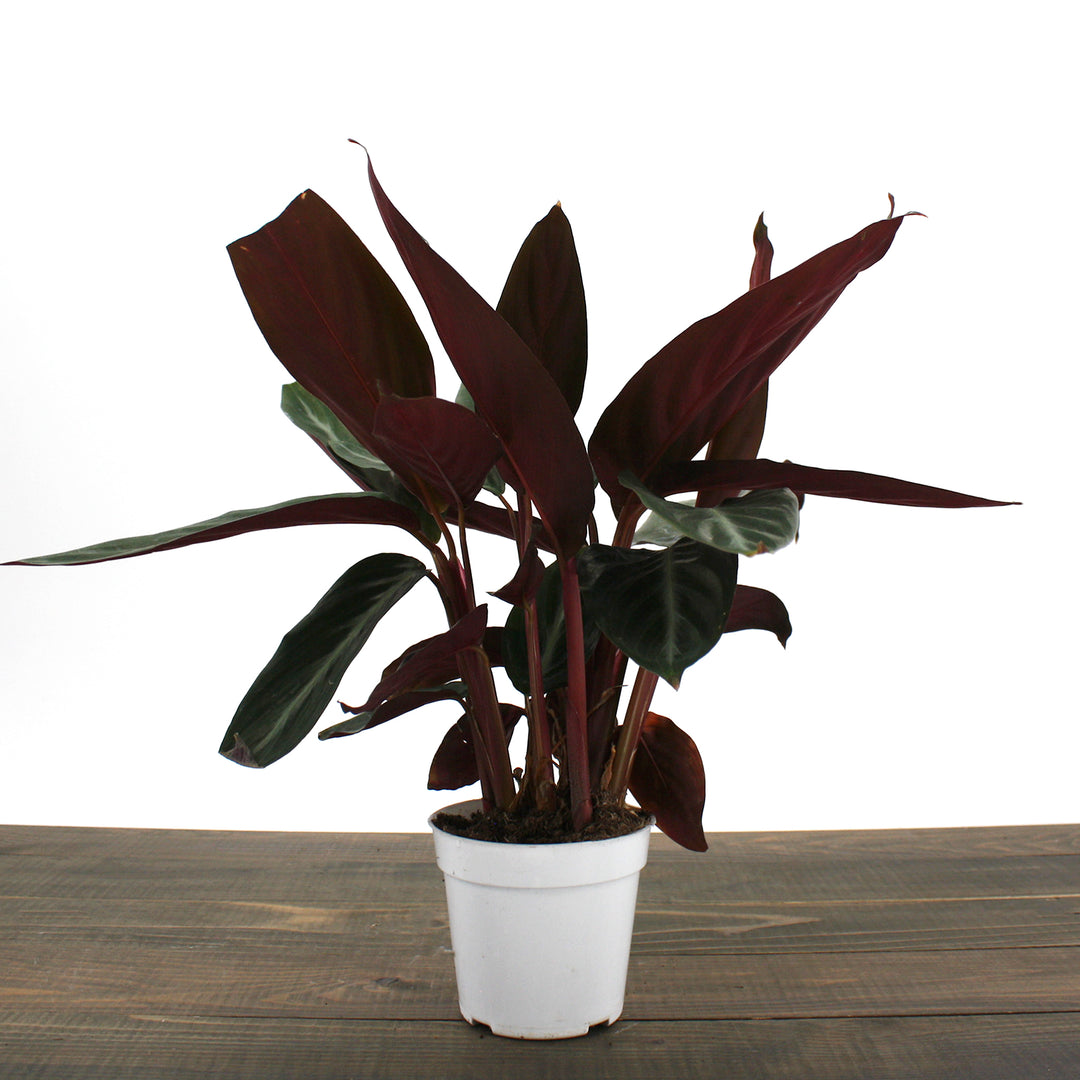 Stromanthe sanguinea 'Triostar' Stromanthe, 6 Inch Houseplant