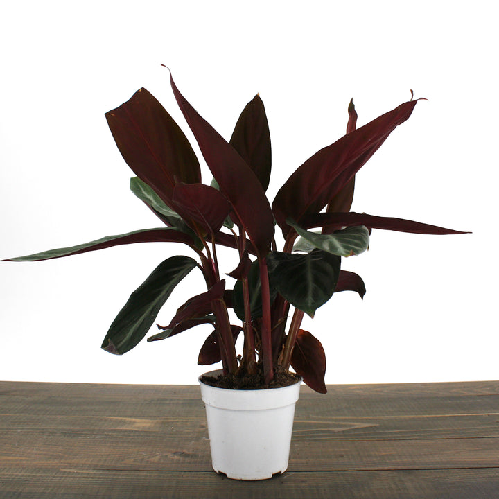 Stromanthe sanguinea 'Triostar' Stromanthe, 6 Inch Houseplant