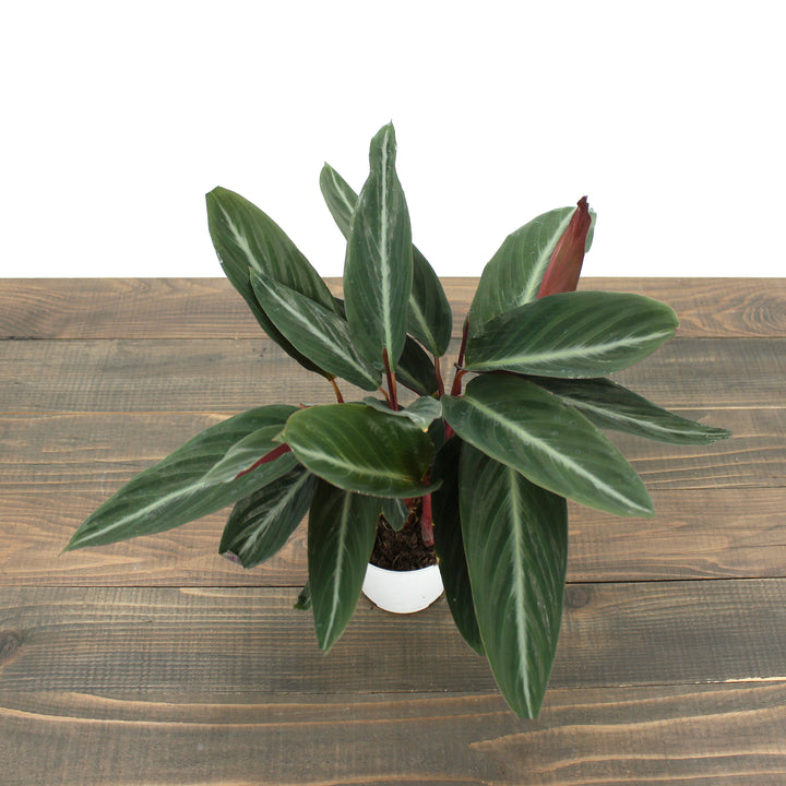 Stromanthe sanguinea 'Triostar' Stromanthe, 6 Inch Houseplant