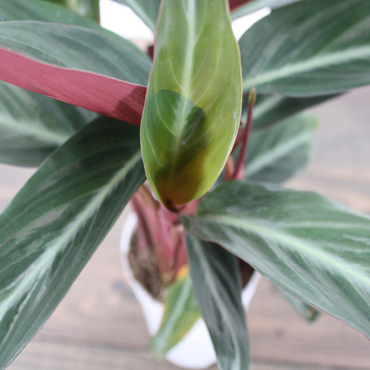 Stromanthe sanguinea 'Triostar' Stromanthe, 6 Inch Houseplant