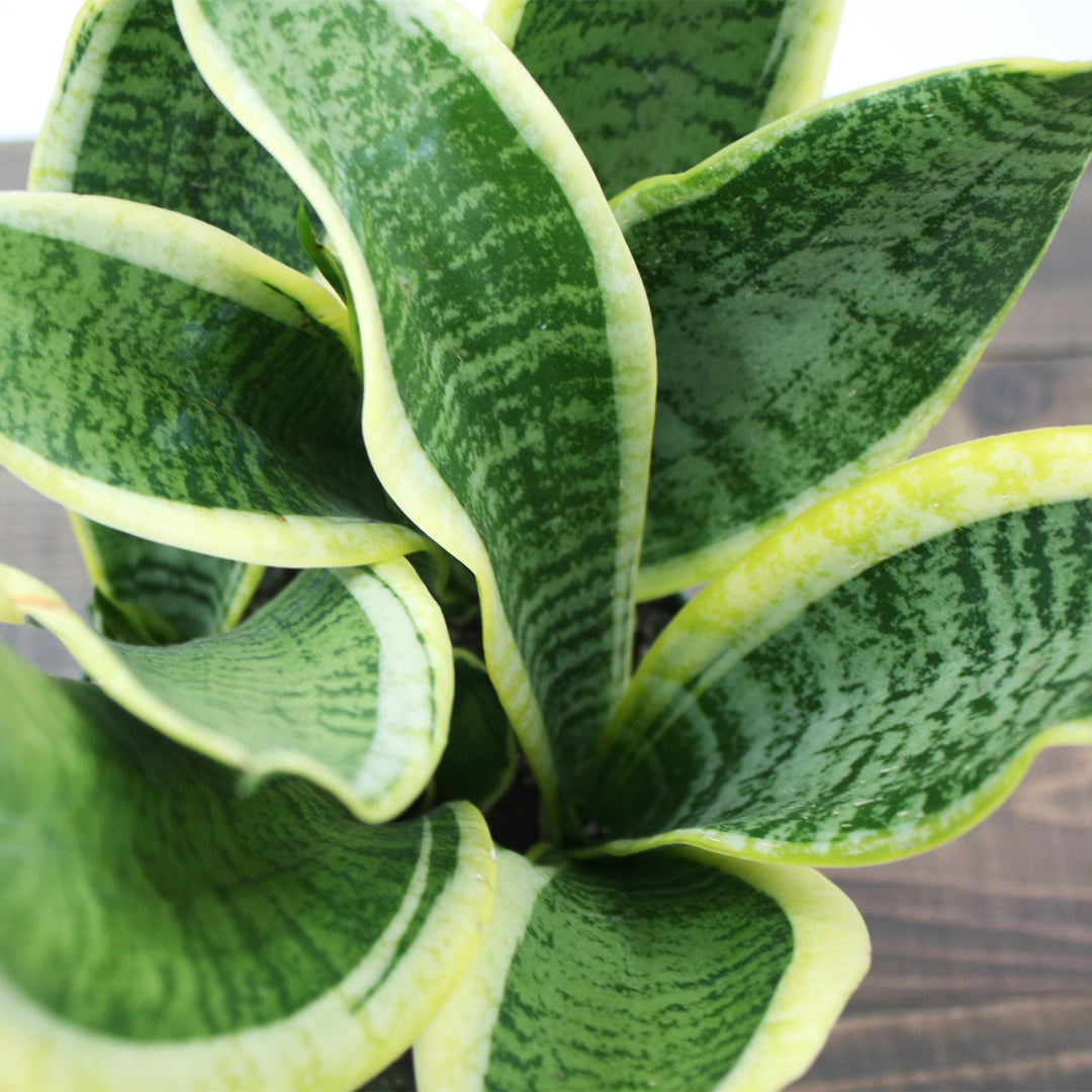 Dracaena trifasciata 'Futura Superba' Sansevieria, 6 Inch Houseplant