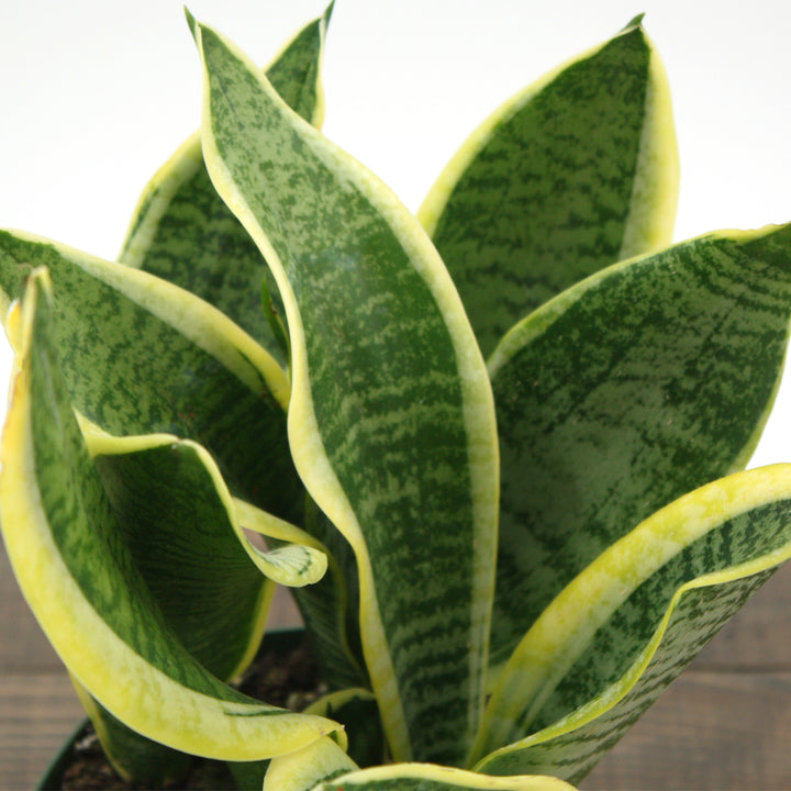 Dracaena trifasciata 'Futura Superba' Sansevieria, 6 Inch Houseplant