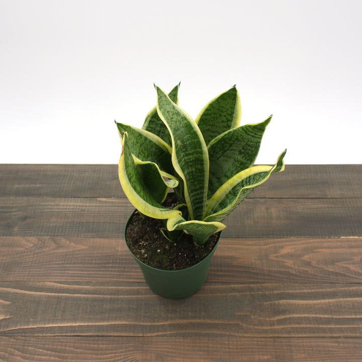 Dracaena trifasciata 'Futura Superba' Sansevieria, 6 Inch Houseplant