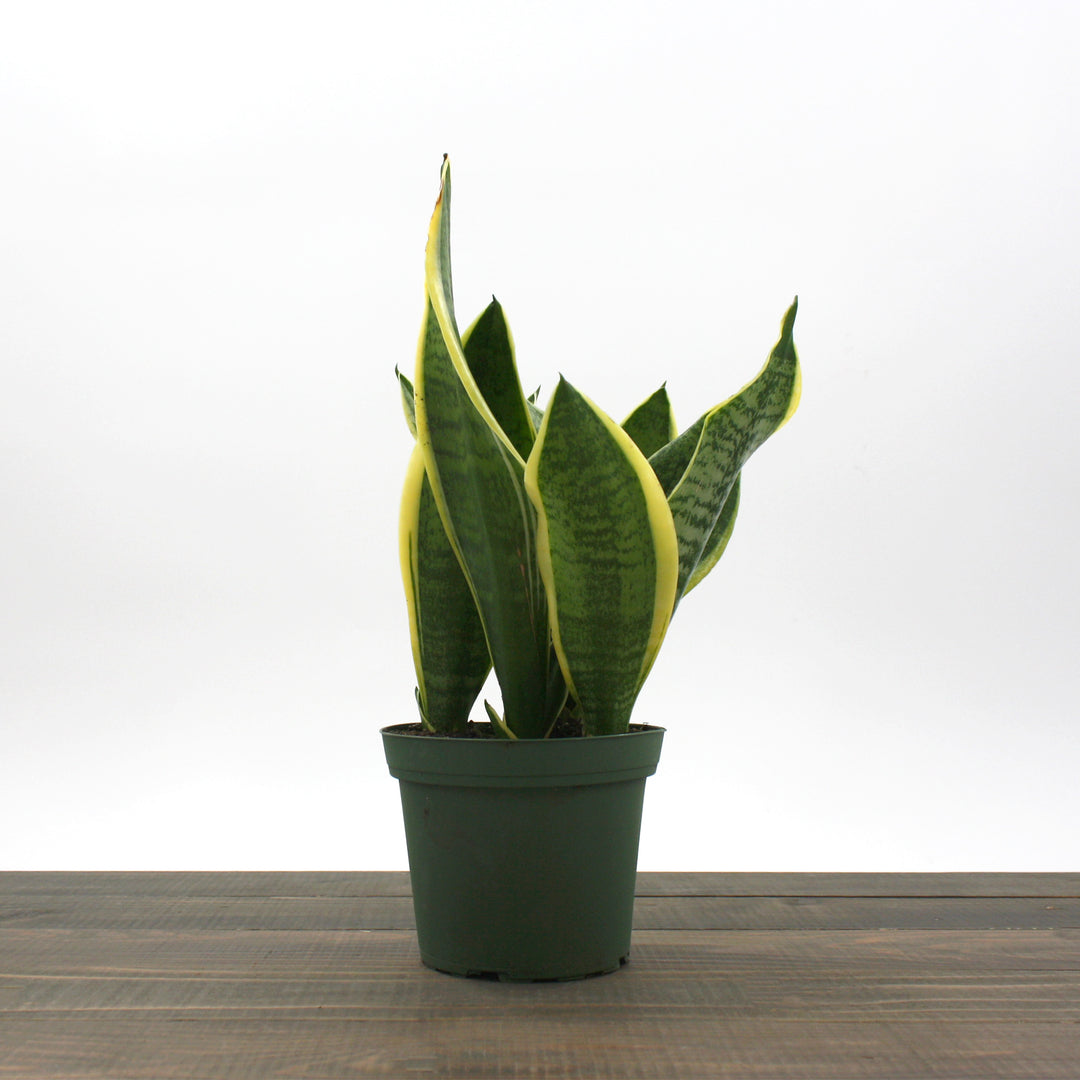 Dracaena trifasciata 'Futura Superba' Sansevieria, 6 Inch Houseplant